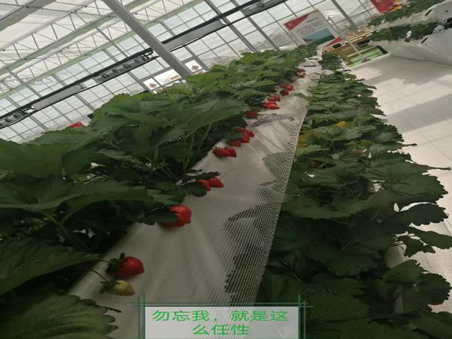 草莓大棚