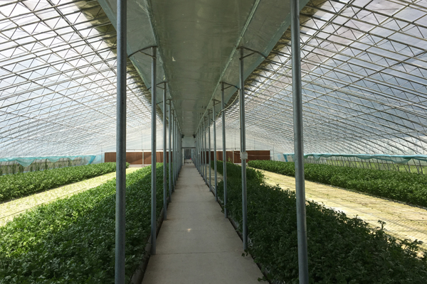 开封精钢蔬菜温室大棚大棚