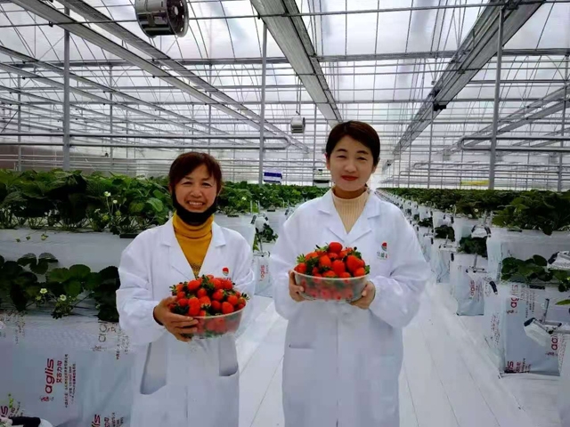 白山草莓大棚