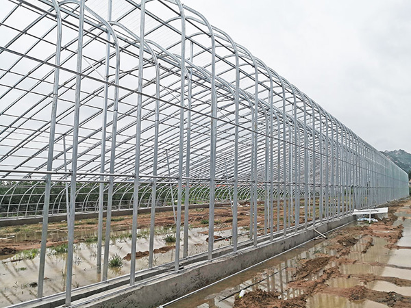 Weihai Rushan City Steel Pipe Greenhouse