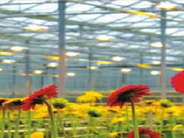 Greenhouse lighting supplement system