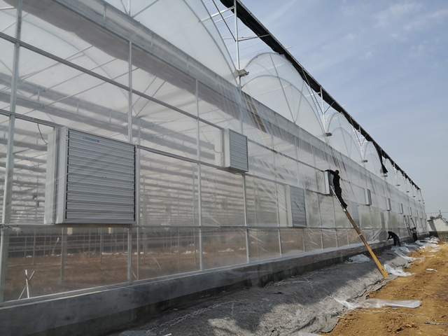 Film-covered multi-span greenhouses