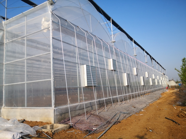 Film-covered multi-span greenhouses