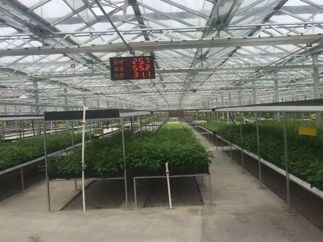 PC Sunshine Board Greenhouse