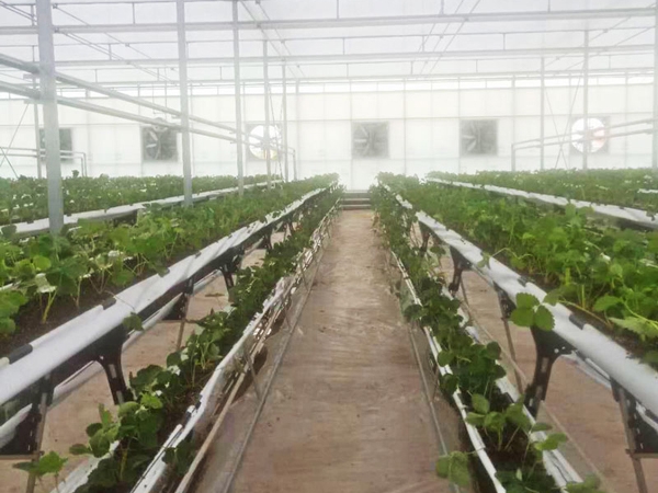 Rushan Songhui Horticultural Strawberry Greenhouse