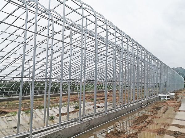 Weihai Rushan City Steel Pipe Greenhouse