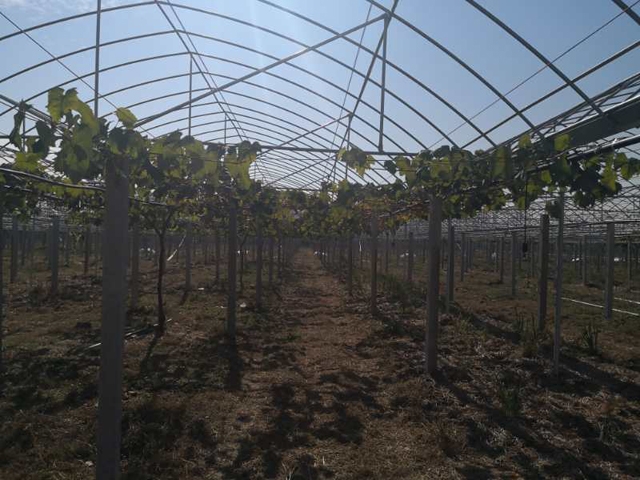 Grape greenhouse