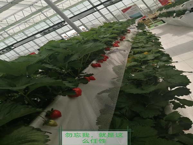 Strawberry greenhouse