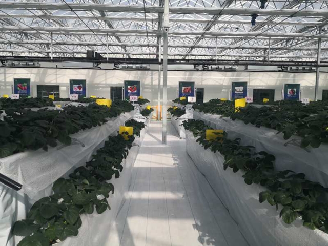 Strawberry greenhouse