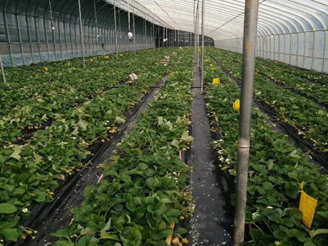 Strawberry greenhouse